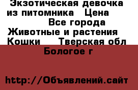 Экзотическая девочка из питомника › Цена ­ 25 000 - Все города Животные и растения » Кошки   . Тверская обл.,Бологое г.